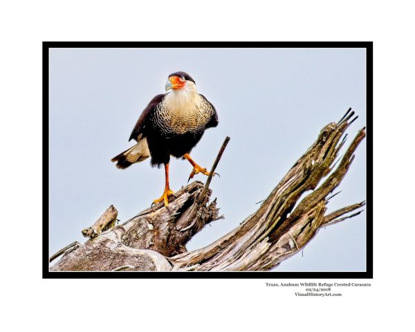 Crested Caracara