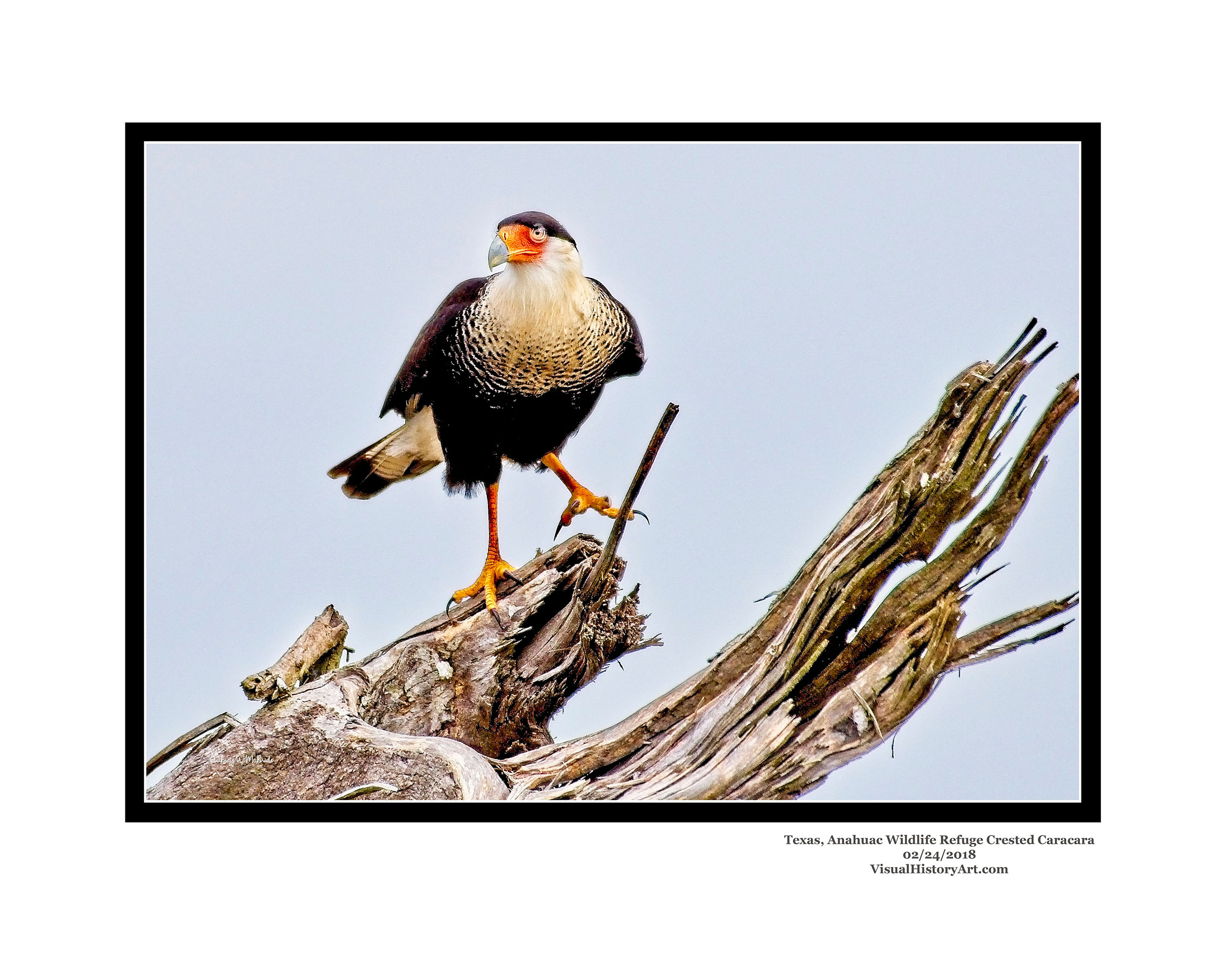 Crested Caracara