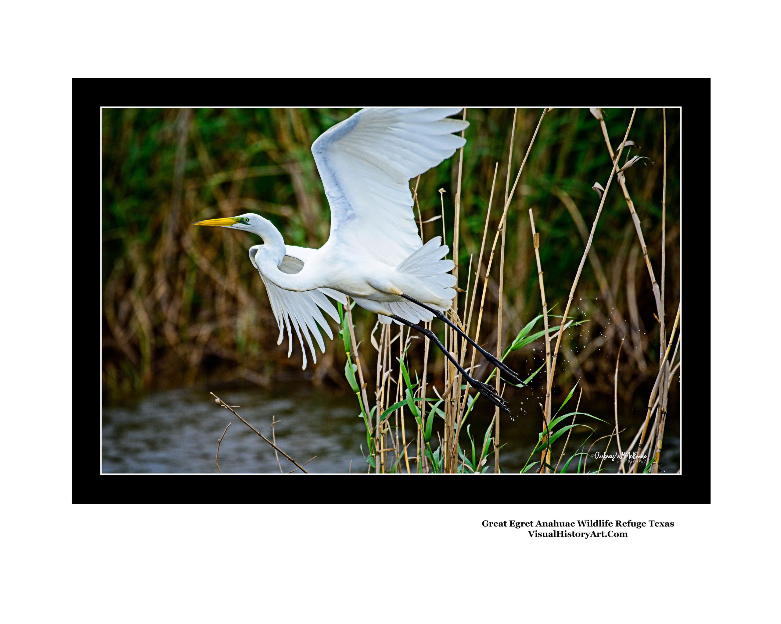 Great White Egret Wildlife Anahuac Texas