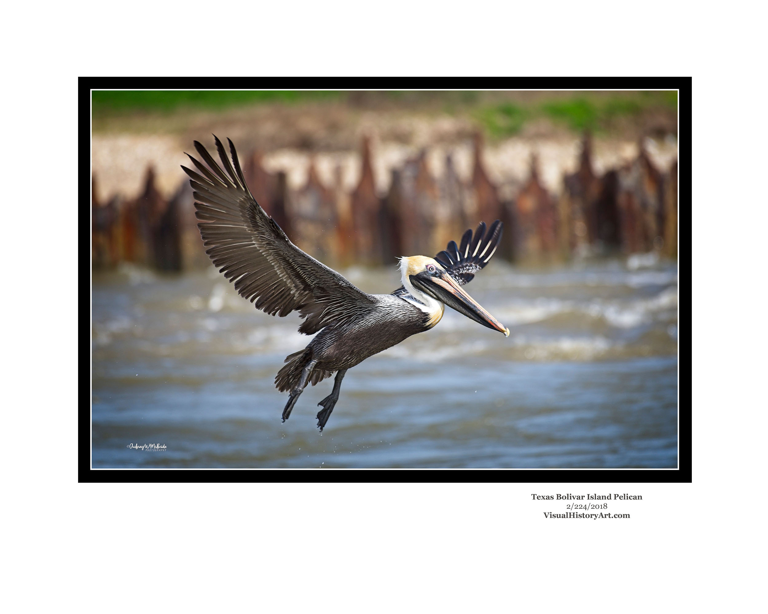 Pelican In Flight Photography Bolivar Penninsula Texas