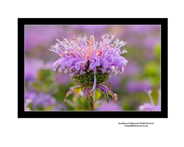 Wild Bergamot Flowers