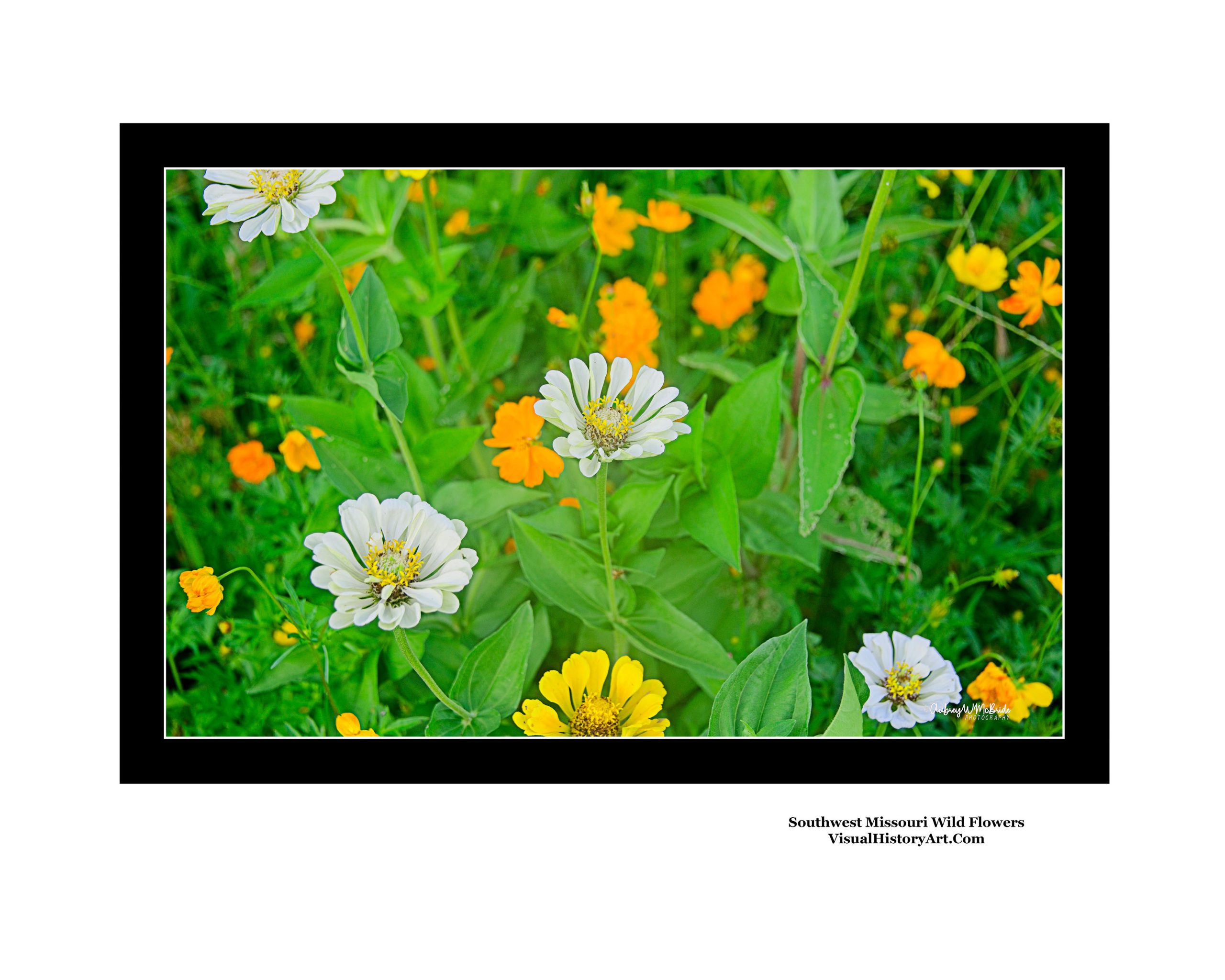 Zinnia Flowers Whit yellow