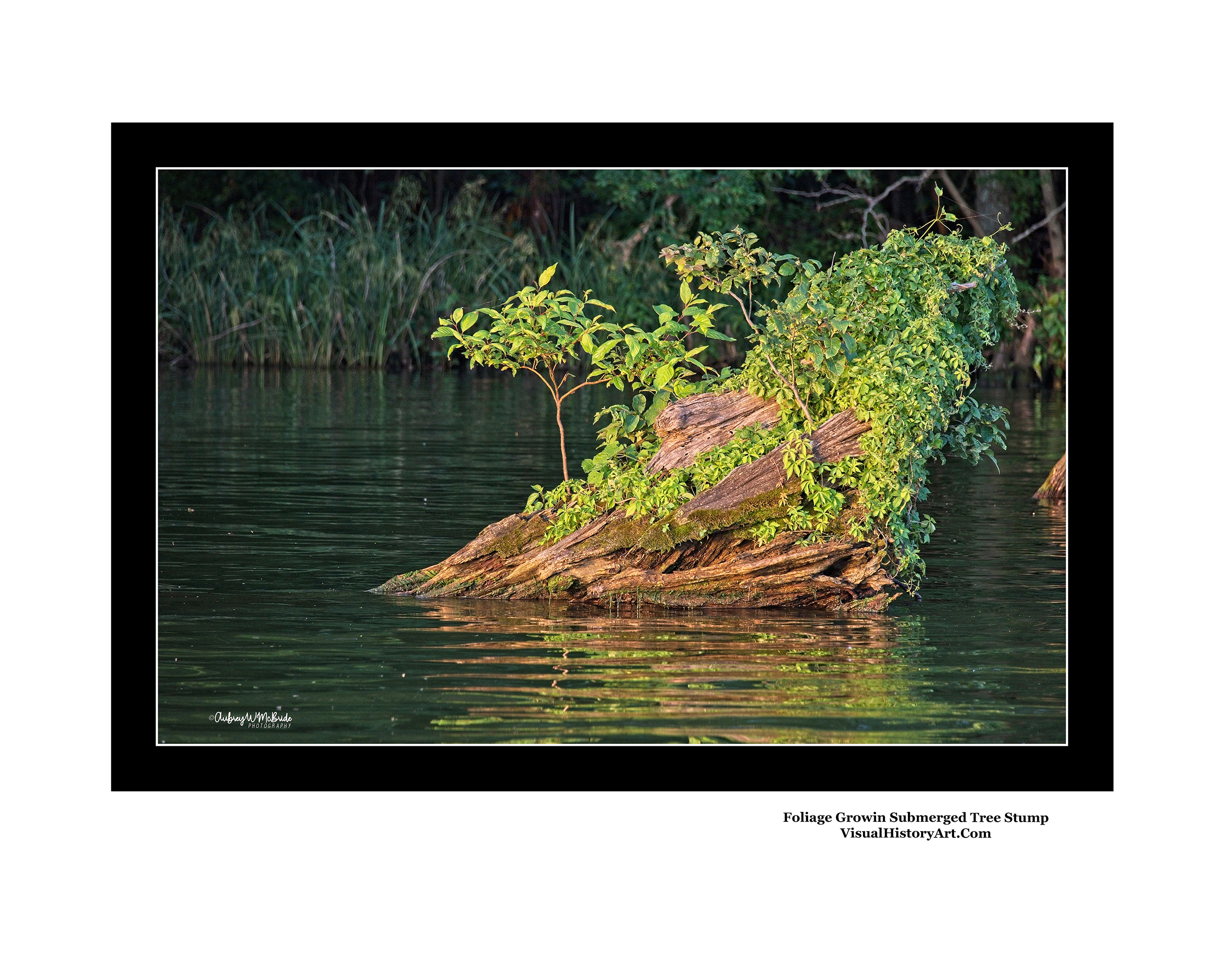 Florida Water Foliage