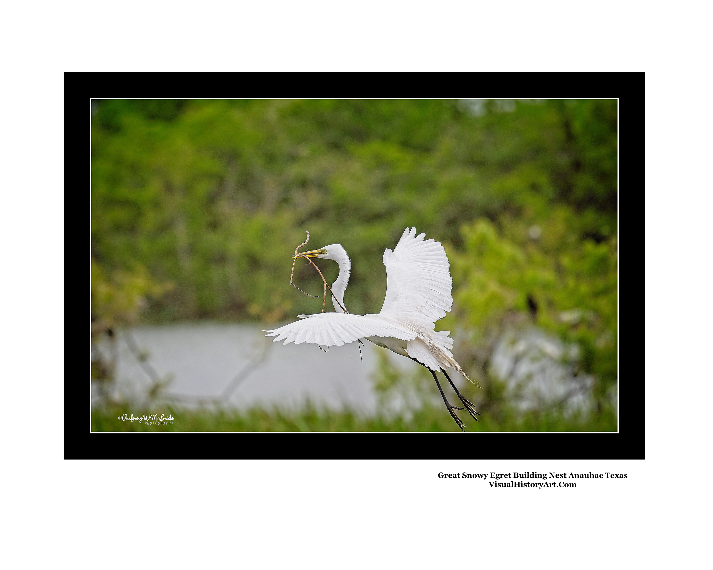 Great Snowy Egret Build Nest