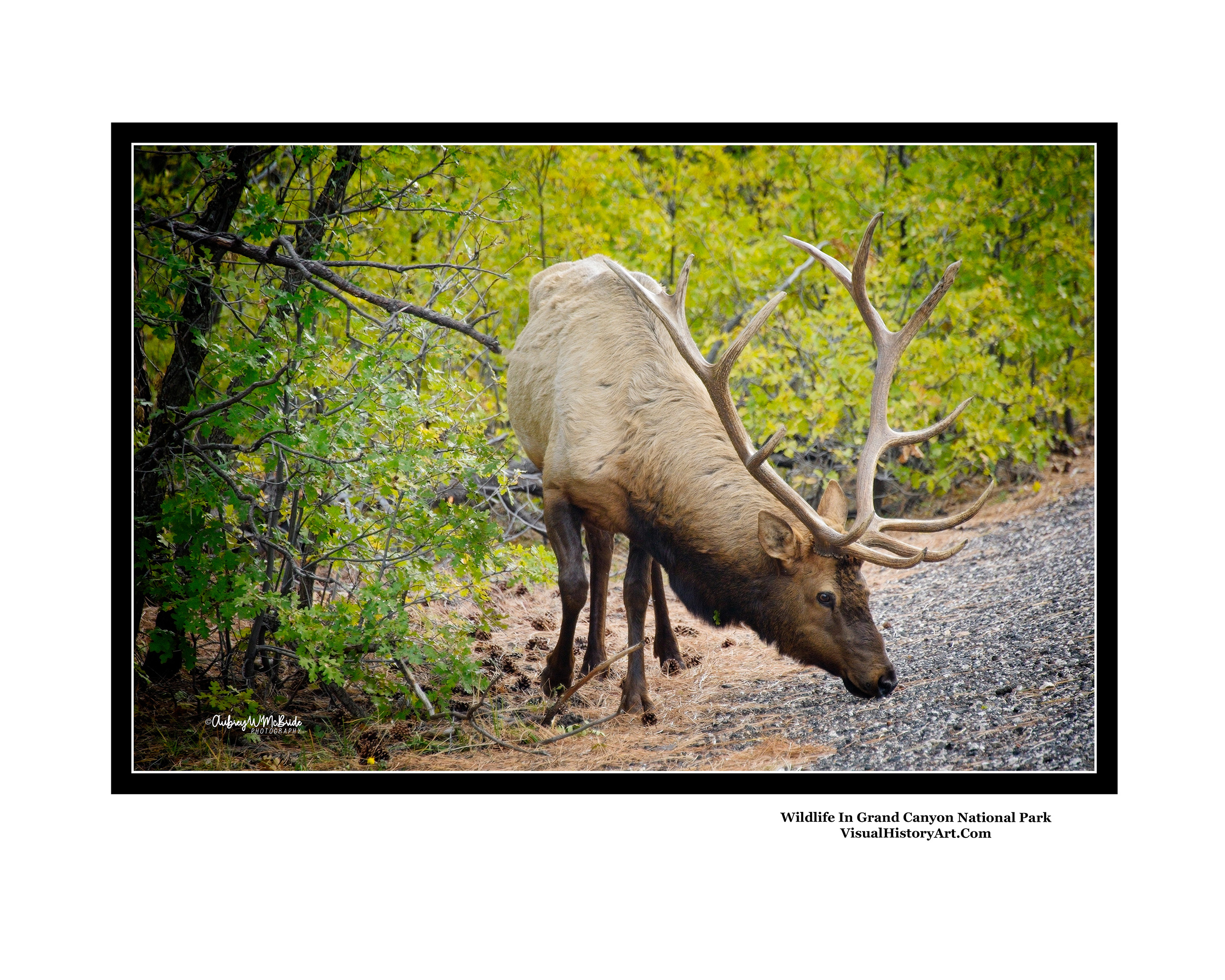 Wildlife Grand Canyon