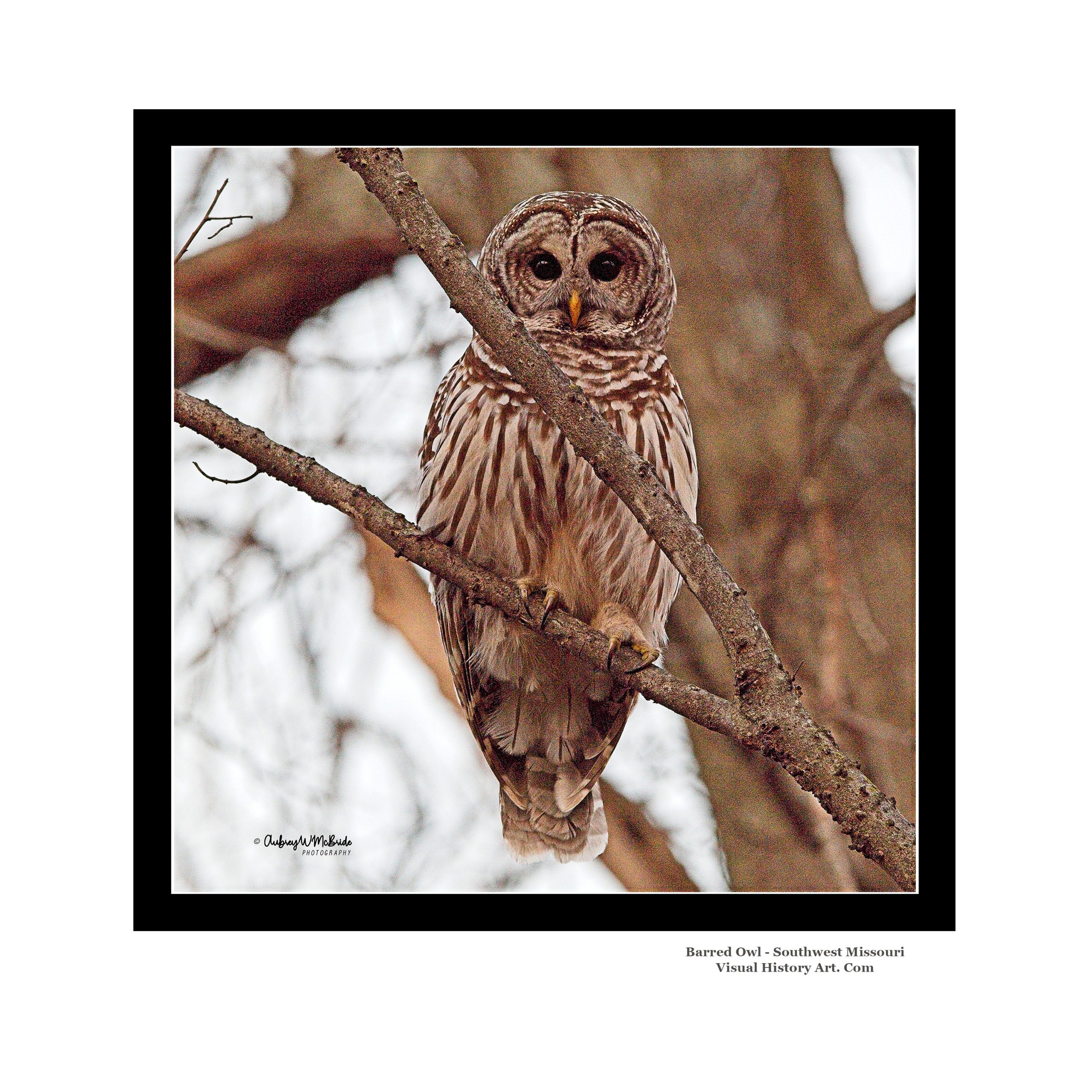 Barred Owl Southwest Missouri Wildlife