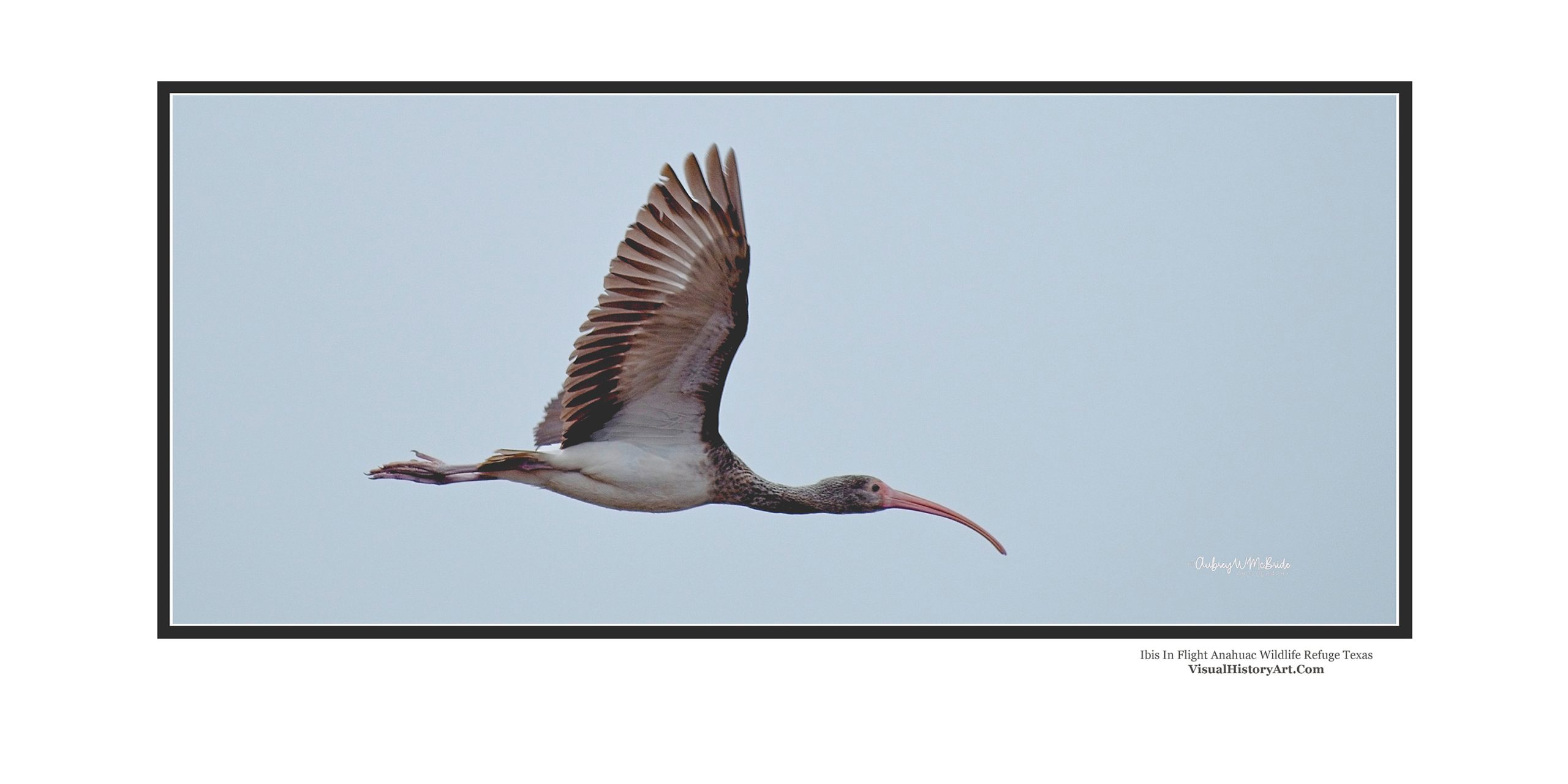 Ibis In Flight Anahuac Wildlife Refuge Texas